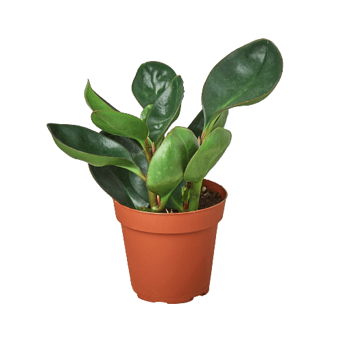 A small plant in a pot on a background.