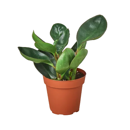 A small plant in a pot on a background.