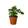 Keywords: plant nursery near me, best nursery near me

A small plant from a nearby plant nursery in a brown pot on a white background.