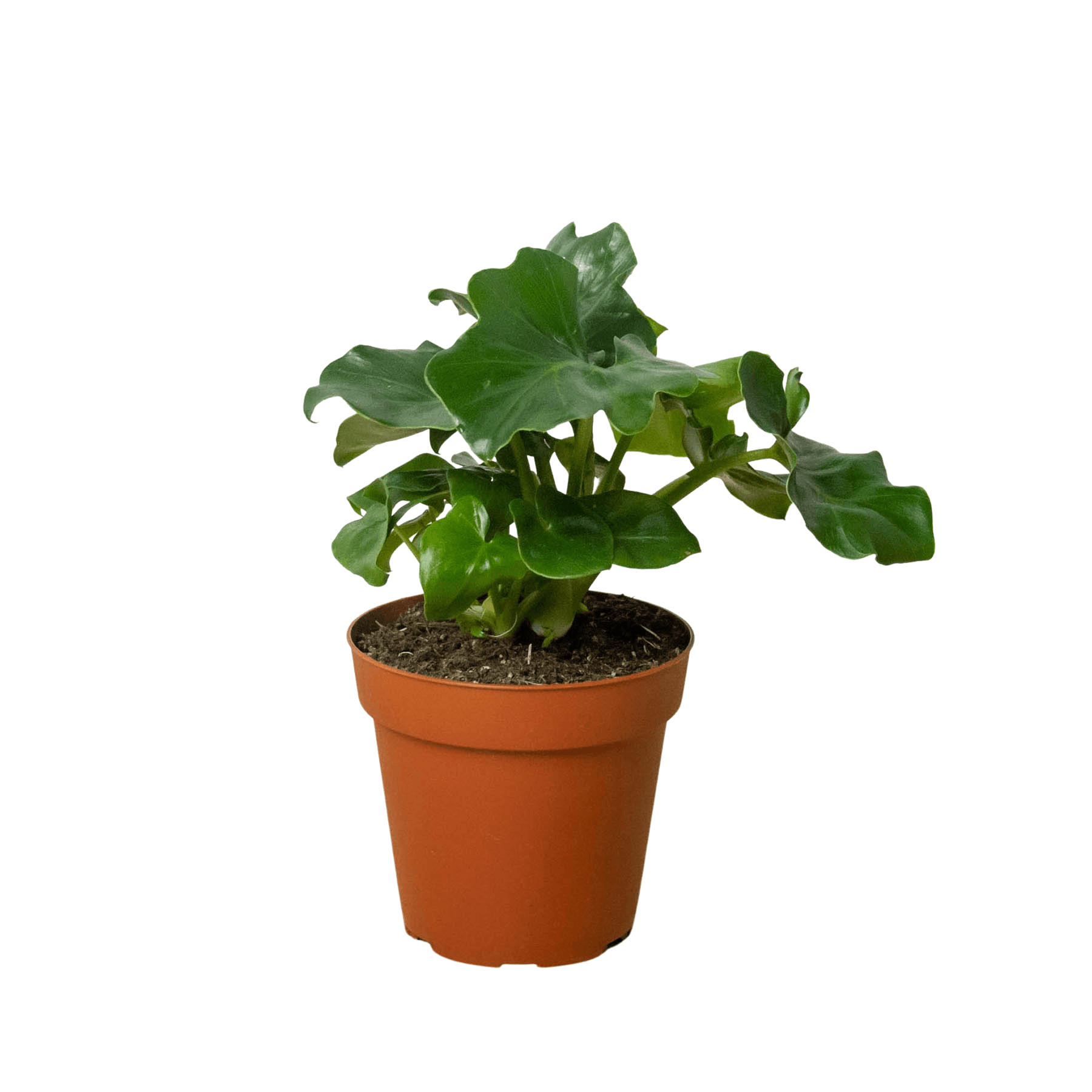 Keywords: plant nursery near me, best nursery near me

A small plant from a nearby plant nursery in a brown pot on a white background.