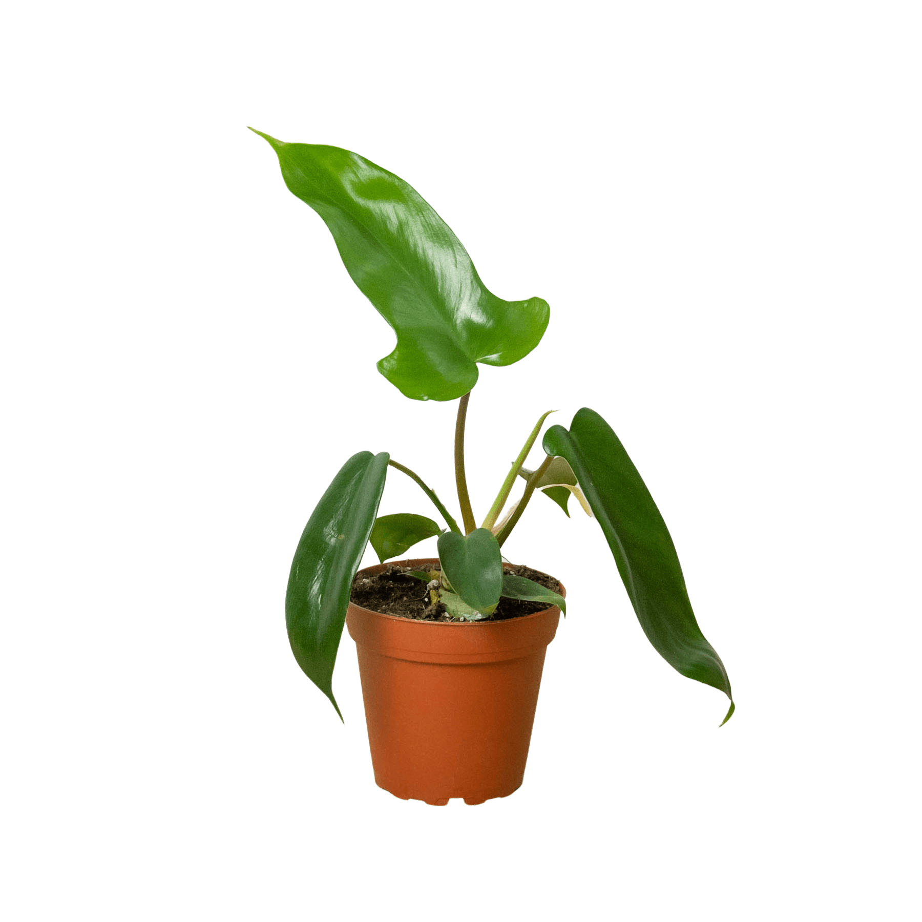 A small plant in a pot on a white background from the best garden center near me.