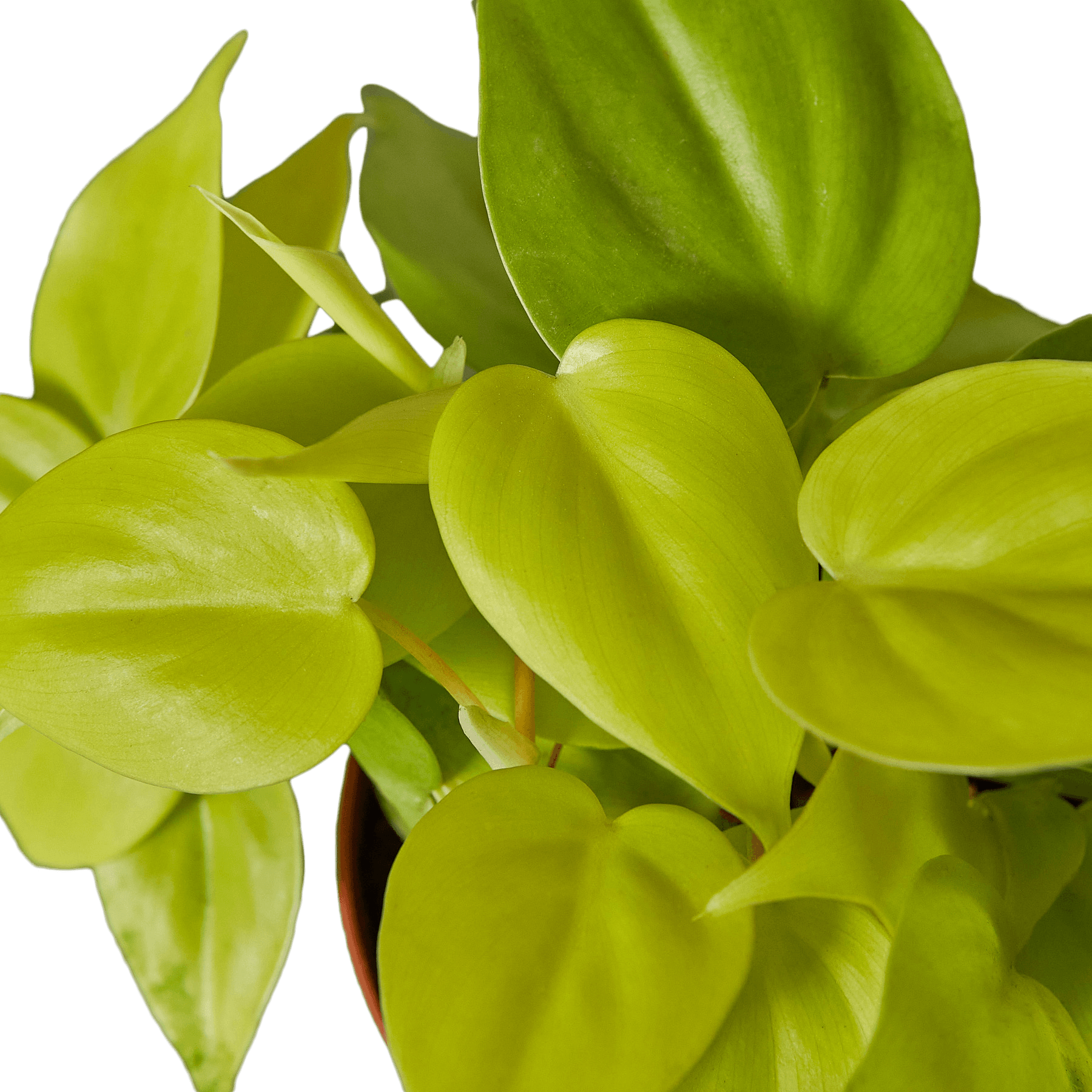 A plant nursery near me has a green plant in a pot on a green surface.