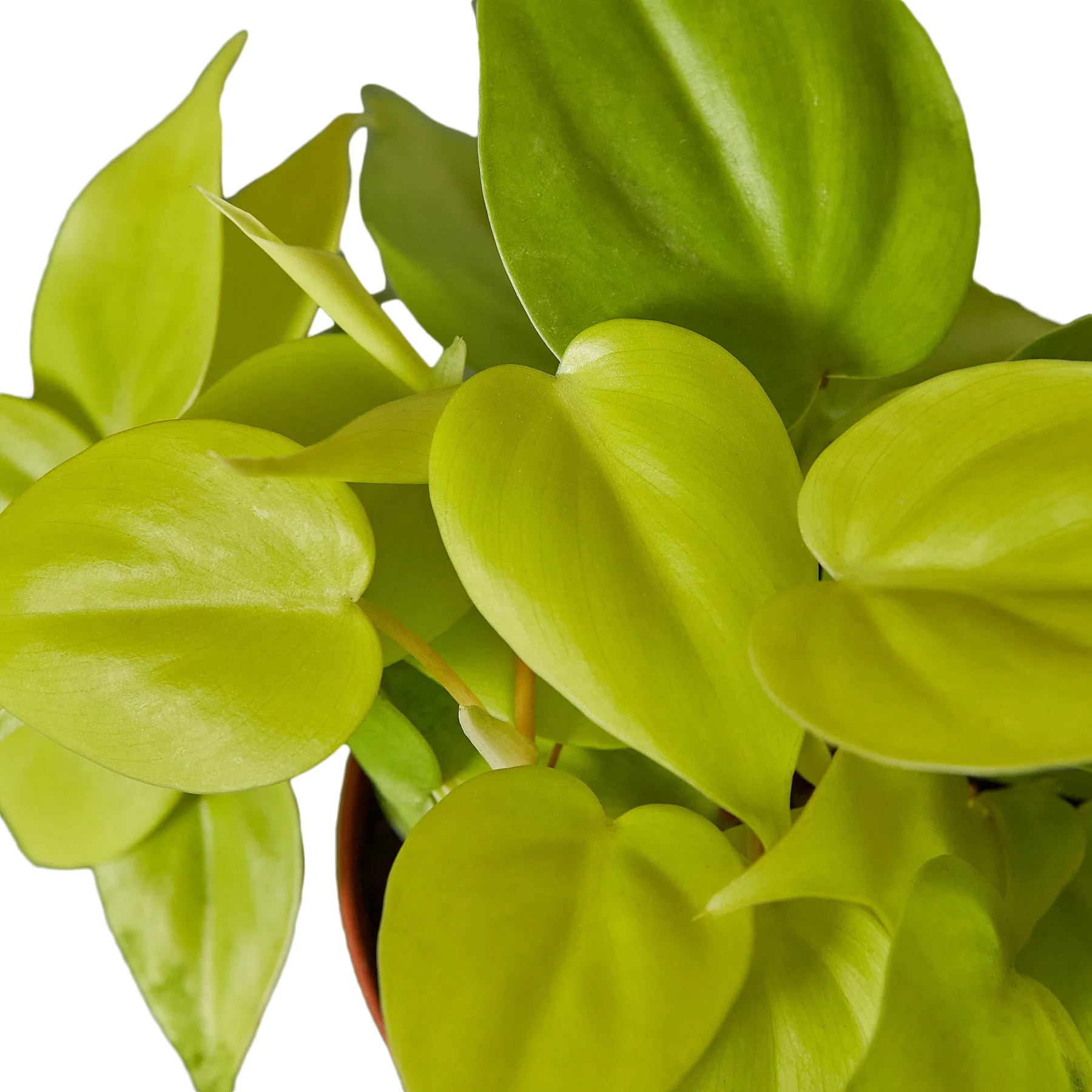 A plant nursery near me has a green plant in a pot on a green surface.