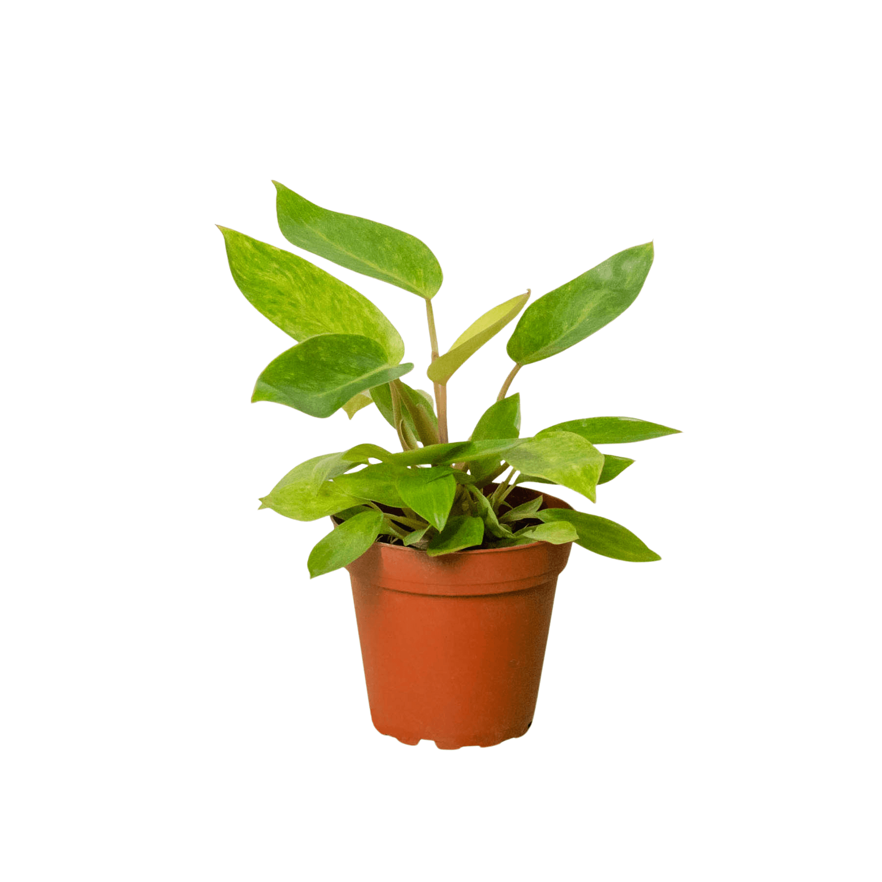 A small plant in a pot on a white background available at the best nursery near me.