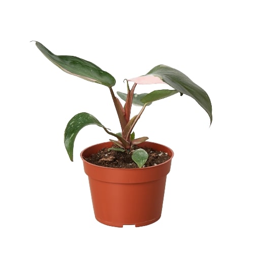 A small plant in a brown pot.