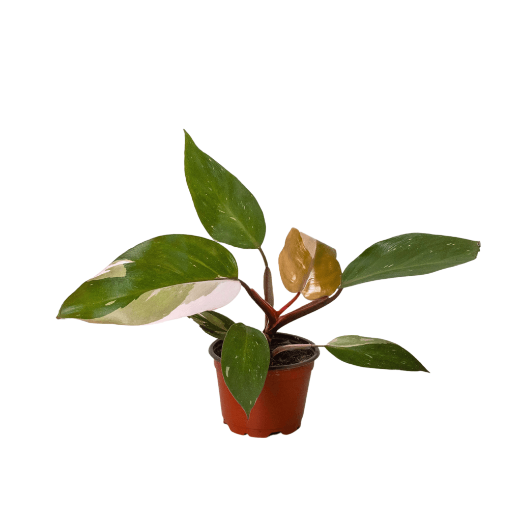 Clusia princess autograph plant green thumb nursery
