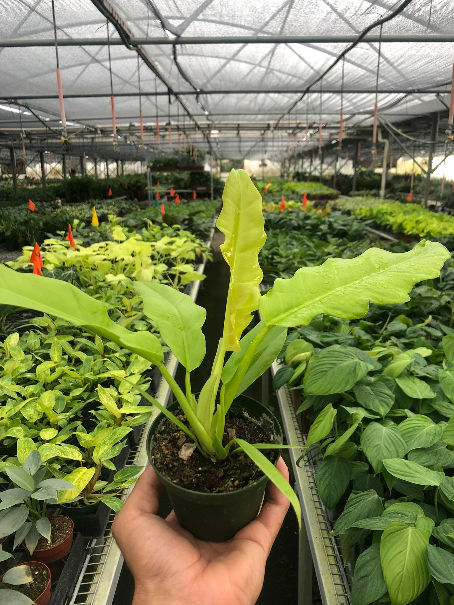 A person holding a plant in the best nursery near me.