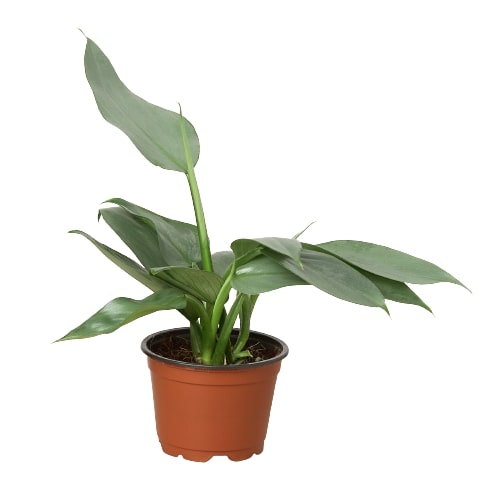 A small plant in a brown pot displayed on a white background at a garden center near me.
