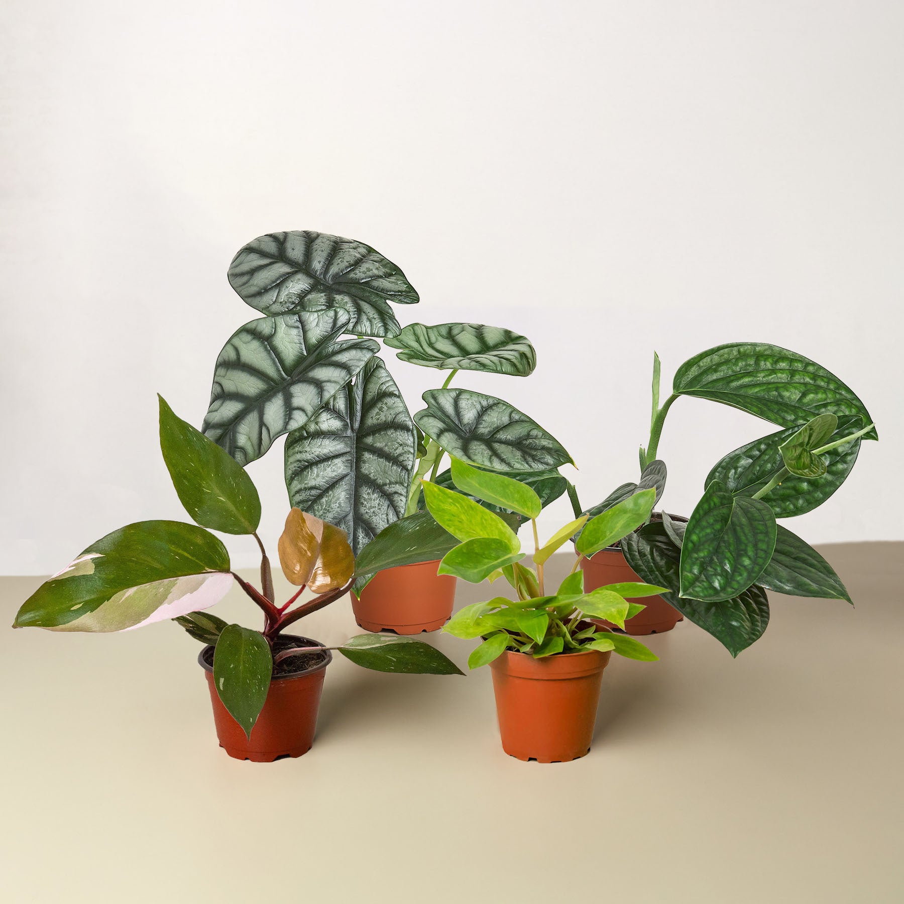 Four potted plants on a table in front of a white background, available at a plant nursery near me.