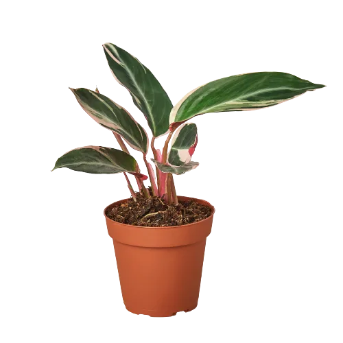 A small potted plant with red and green leaves available at a nearby garden center.