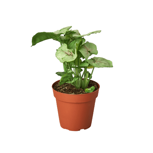 A plant in a pot on a black background at the best garden center near me.