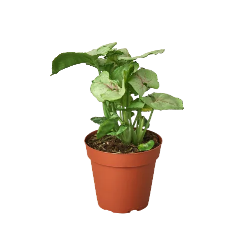 A plant in a pot on a black background at the best garden center near me.