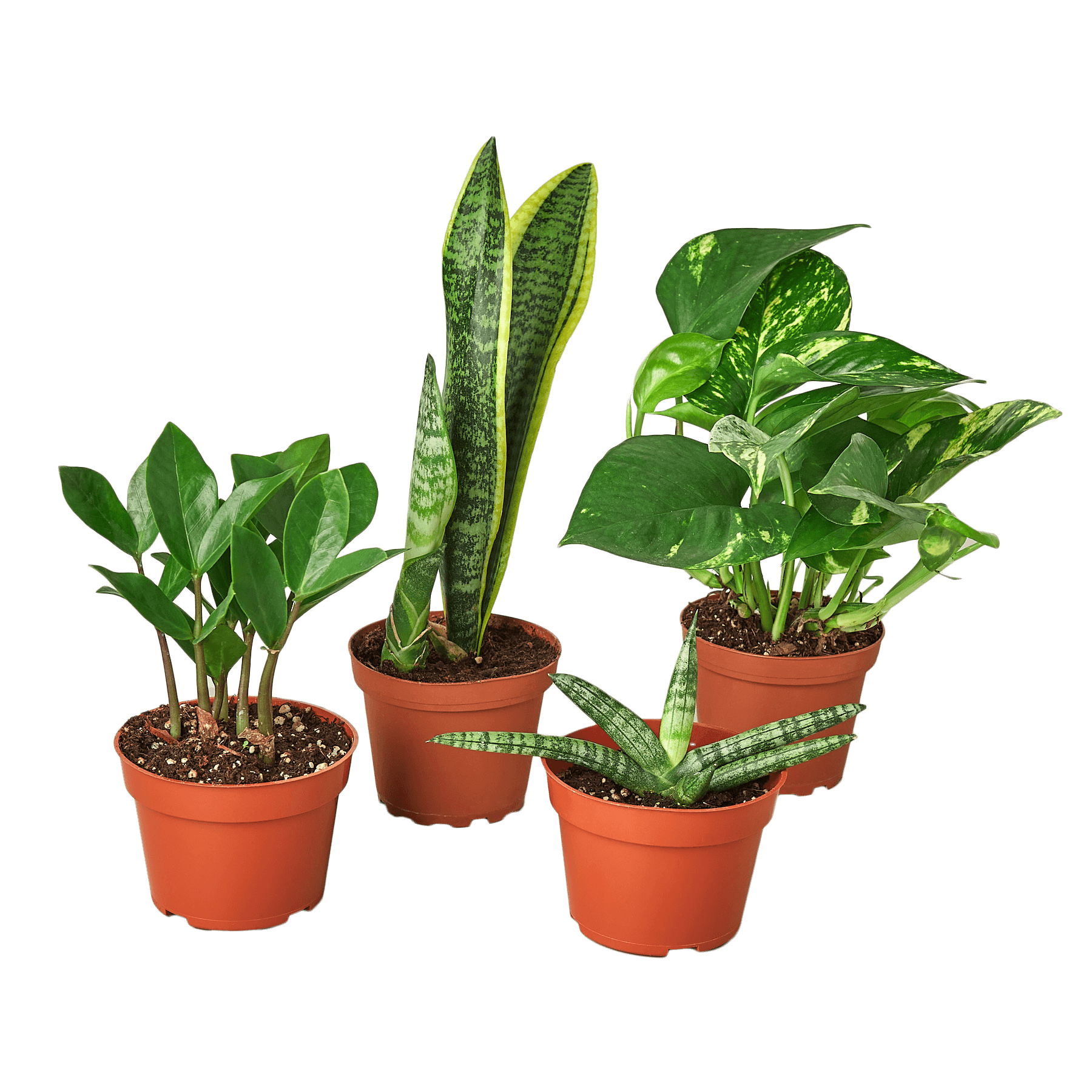 Four potted plants arranged on a table at one of the top plant nurseries near me.