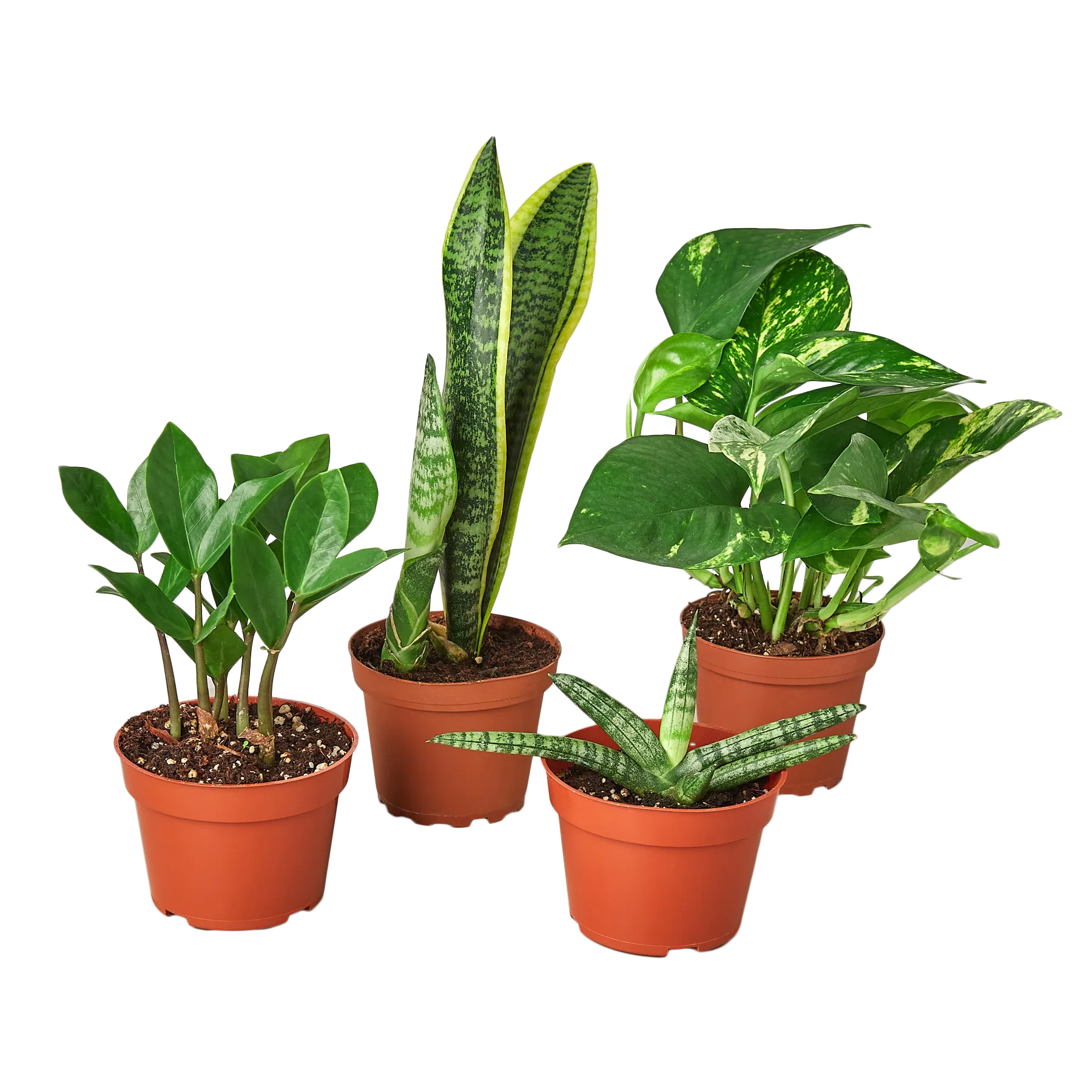 Four potted plants arranged on a table at one of the top plant nurseries near me.