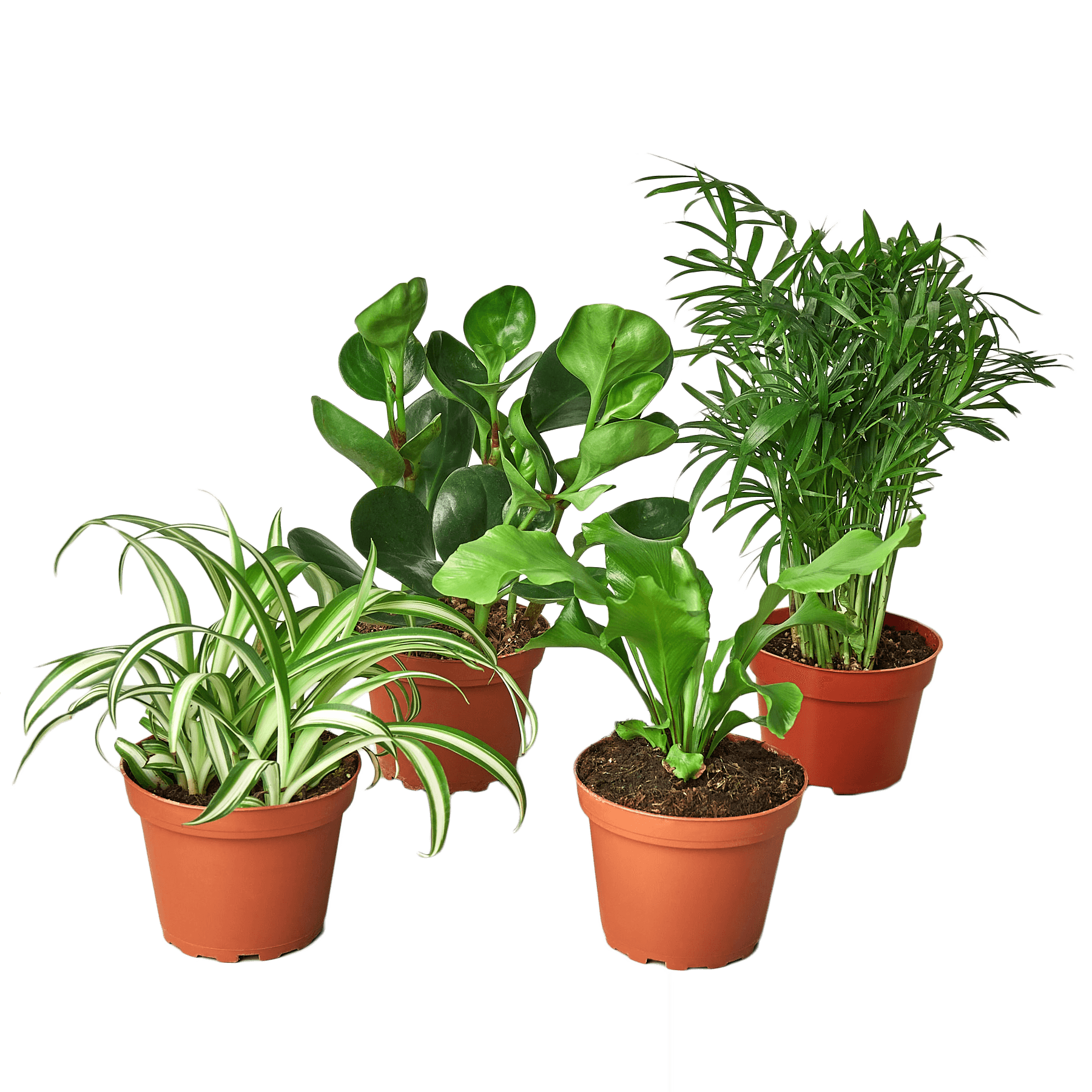 Four potted plants on a table in a plant nursery near me.