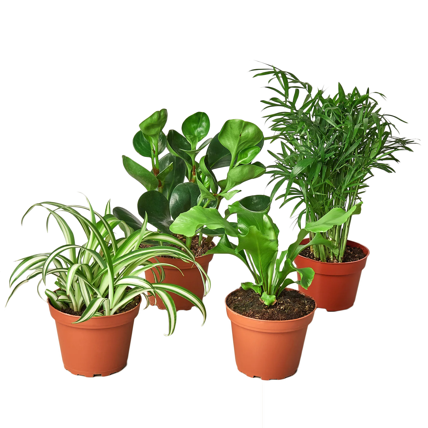 Four potted plants on a table in a plant nursery near me.