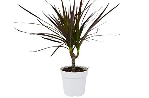 A plant in a white pot on a white background at a top garden nursery near me.