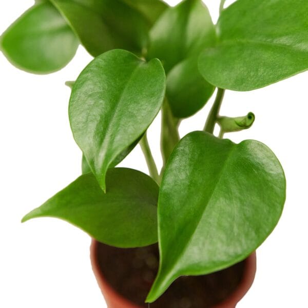 A potted plant with green leaves at a local plant nursery.