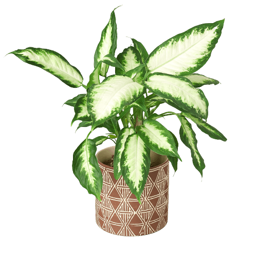 Macrame Hanger Designed for 5 7 inch Planters Green Thumb Nursery