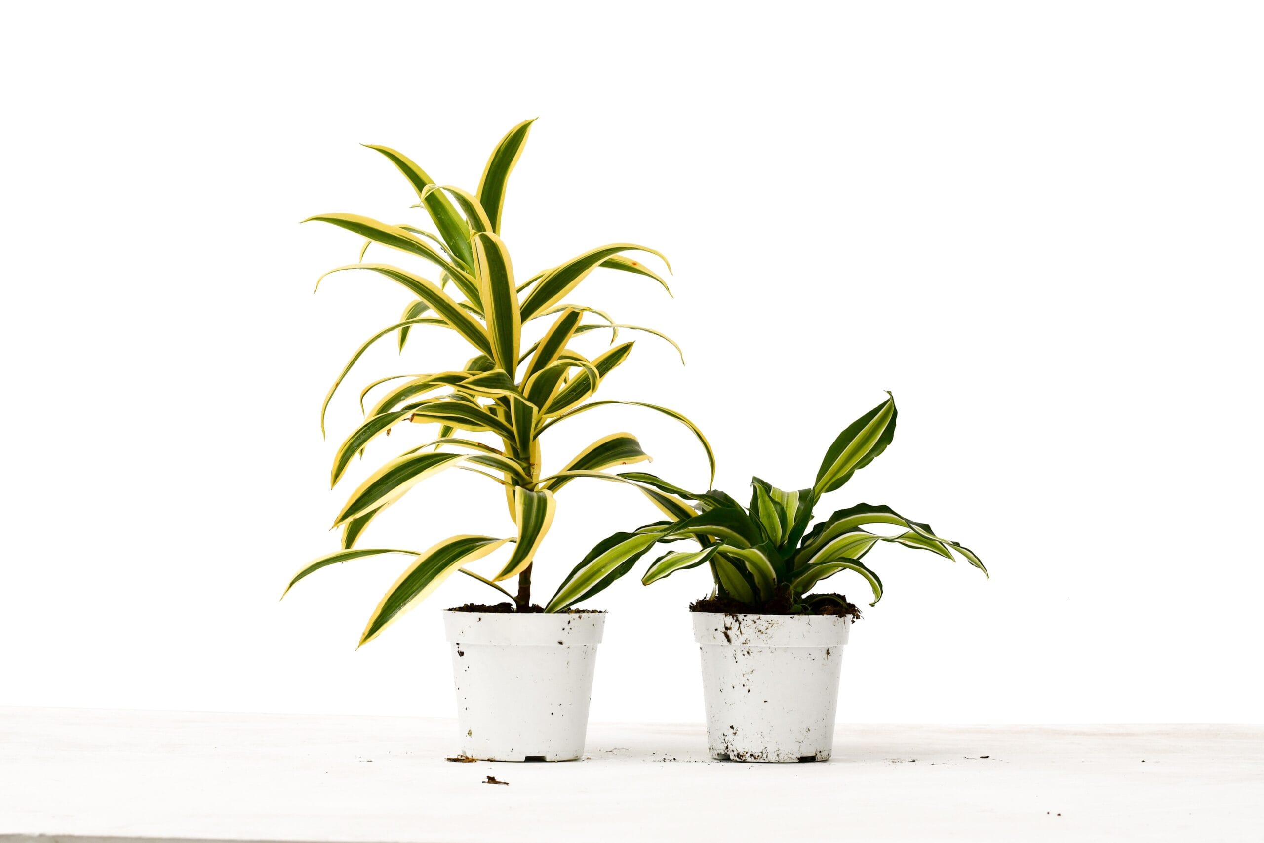 Two potted plants at a nursery.