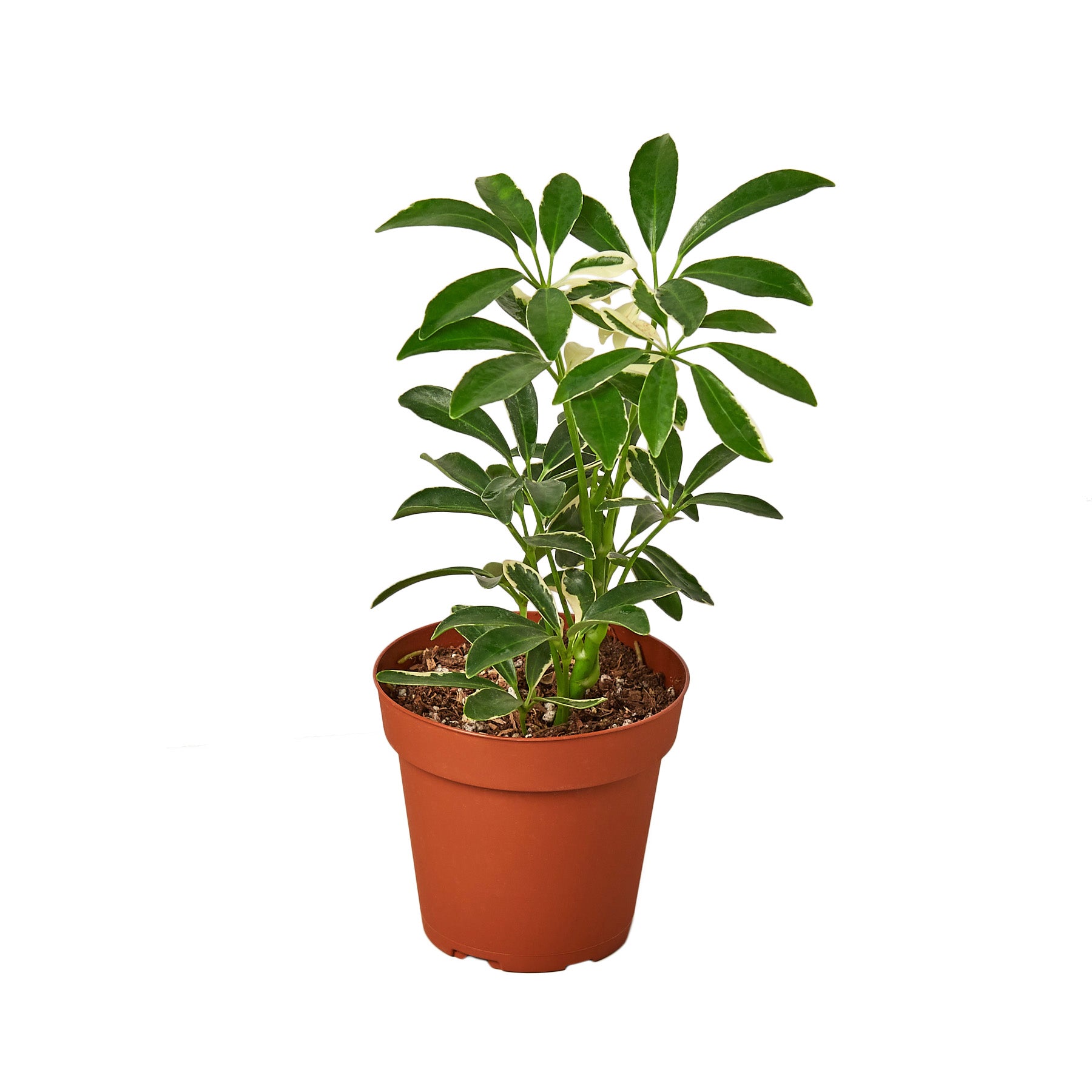 A small plant in a pot displayed on a white background at a garden center.