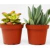 Two potted succulent plants on a white background at a garden center near me.