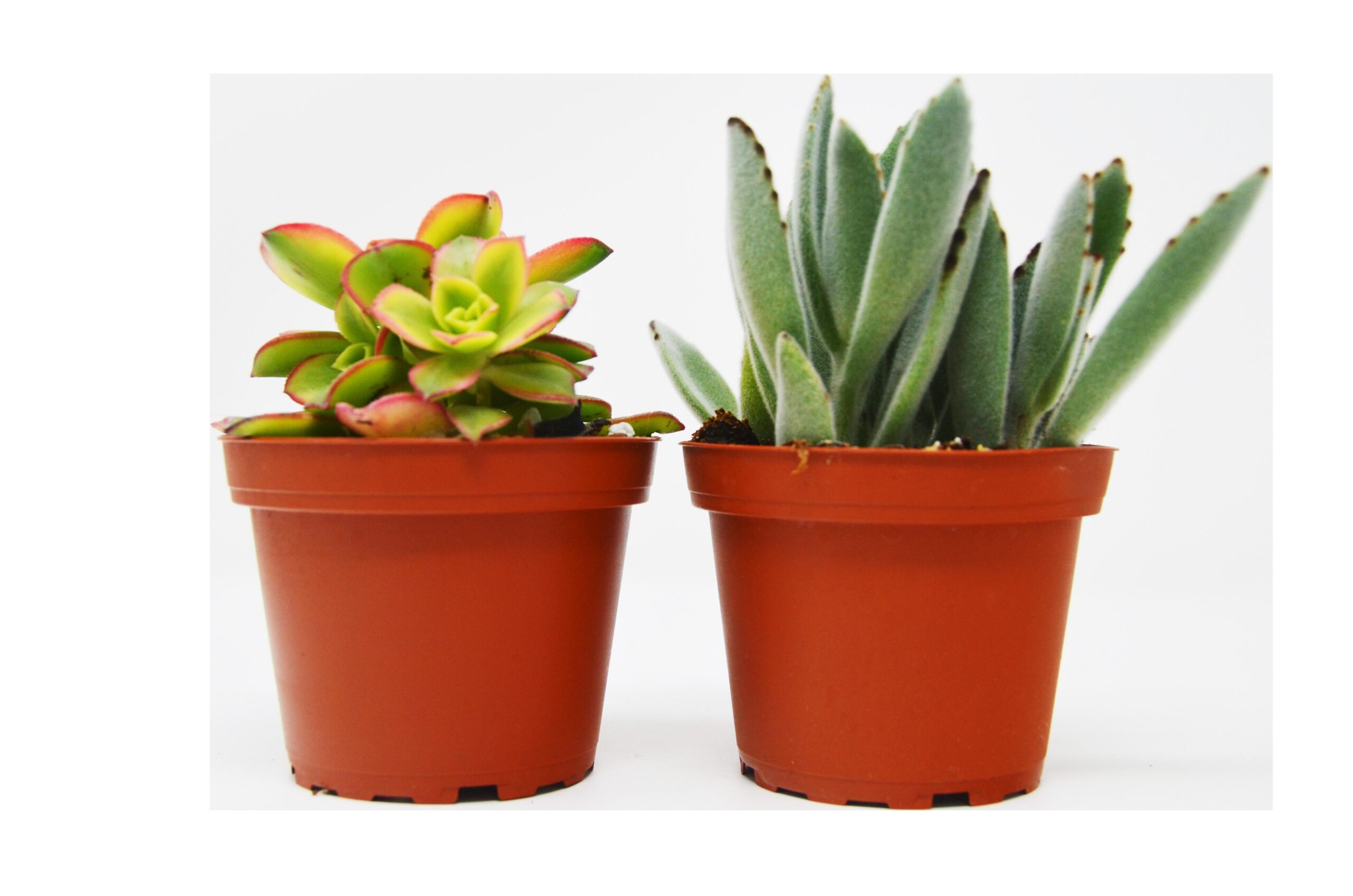Two potted succulent plants on a white background at a garden center near me.