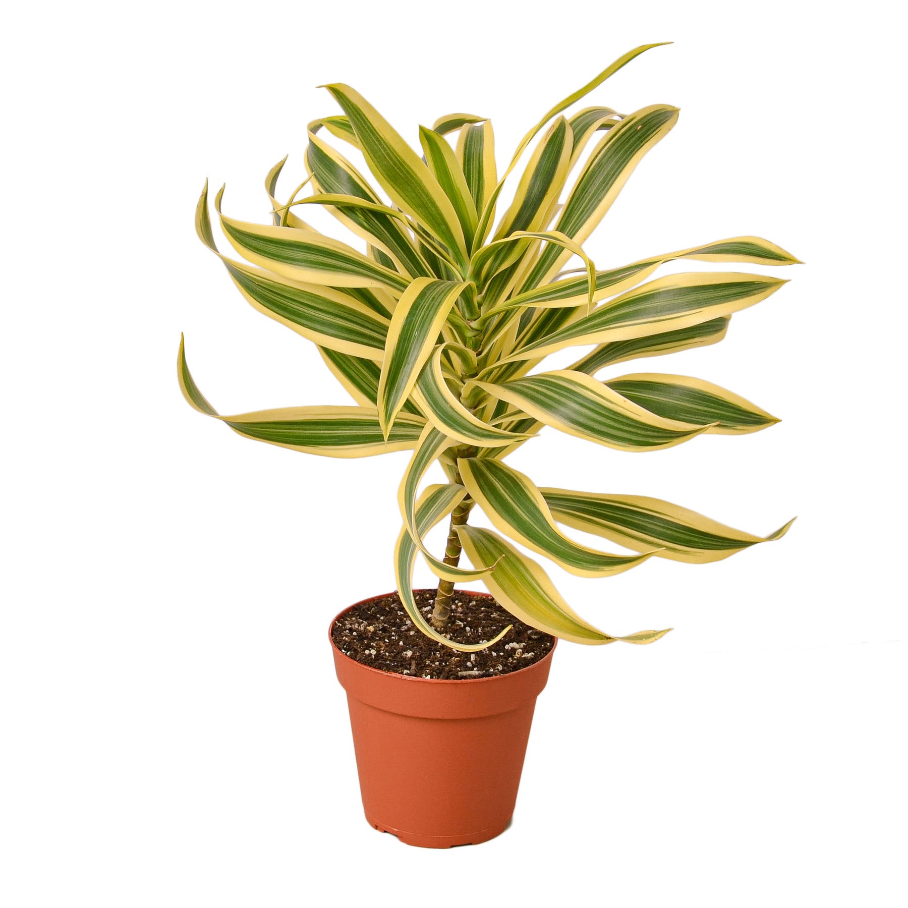 A potted plant with yellow and green stripes available at the best plant nursery near me.