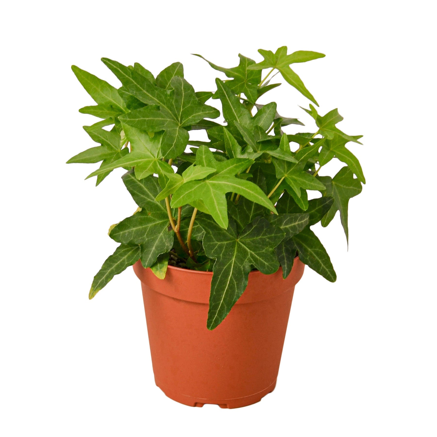 A plant in a pot, set against a clean white background.