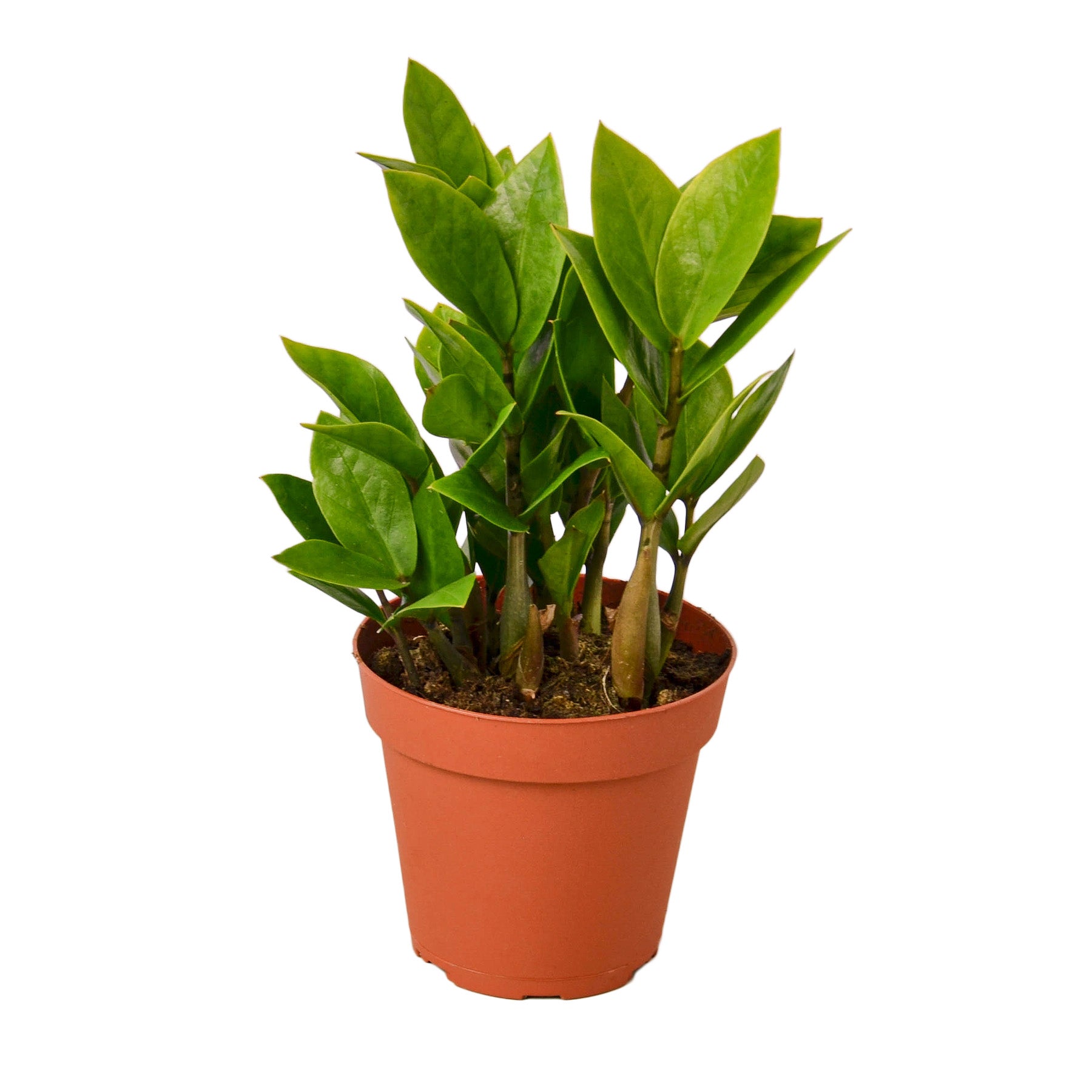 A small plant in a pot, ideal for your nearby nursery.