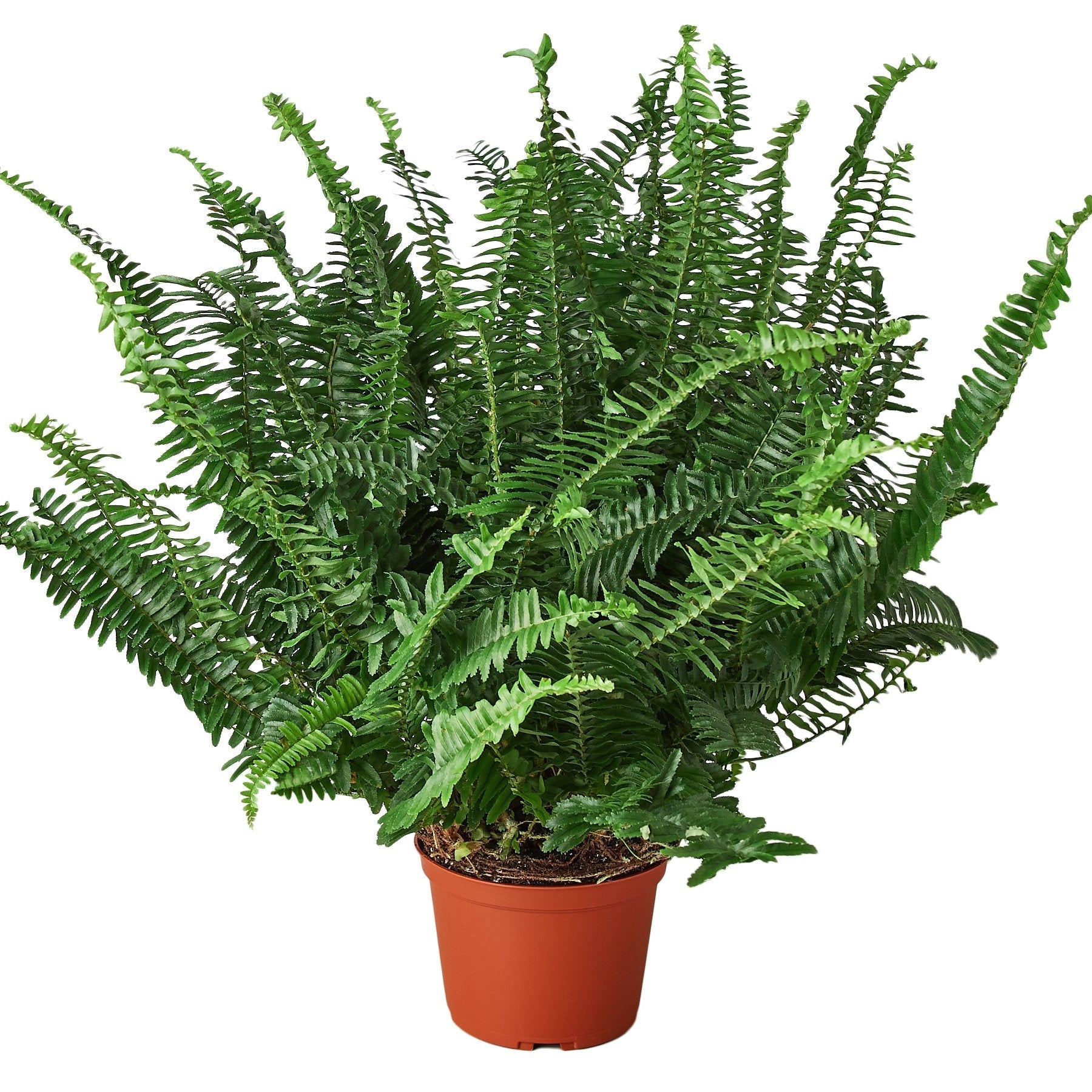 A fern plant in a pot on a white background, available at a top plant nursery near me.