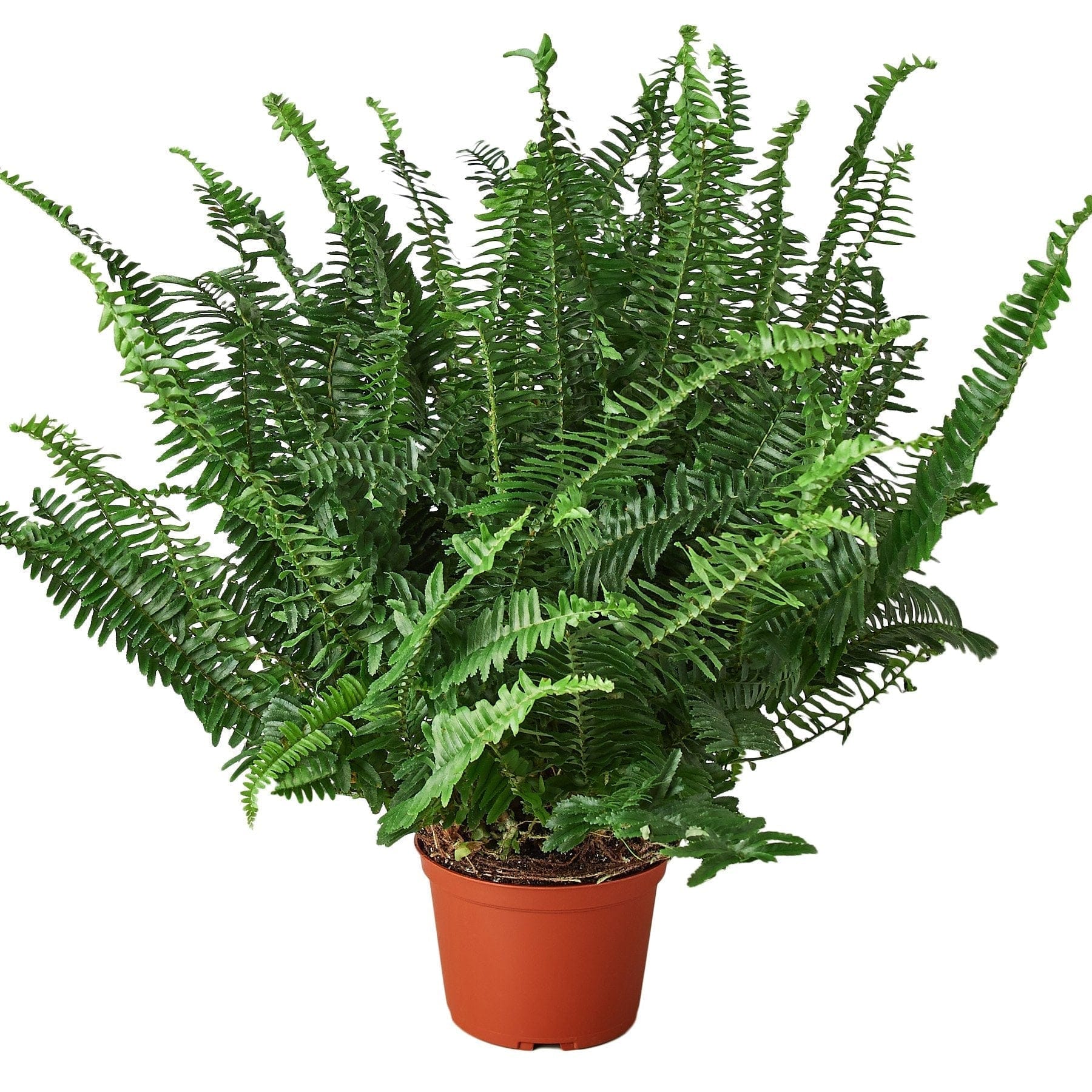 A fern plant in a pot on a white background, available at a top plant nursery near me.