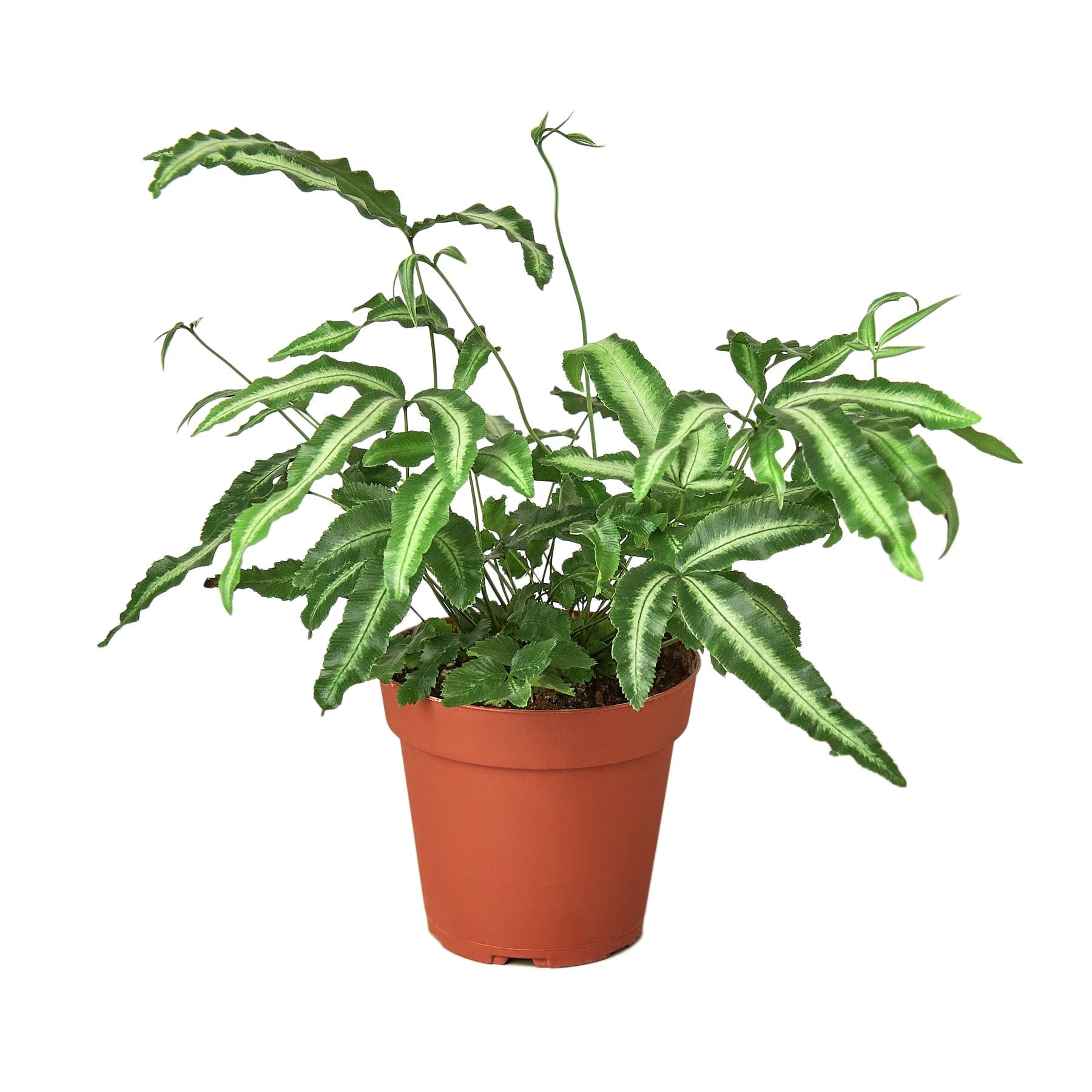 A potted plant on a white background at the best garden center near me.