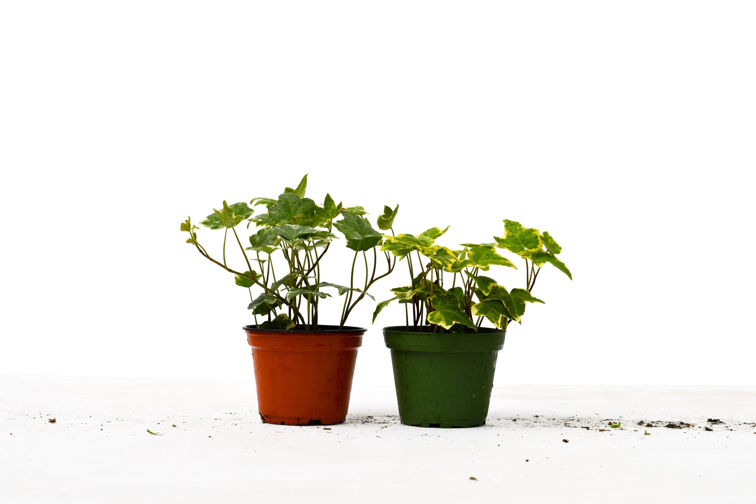 Two potted plants on a white surface at a nursery garden center.