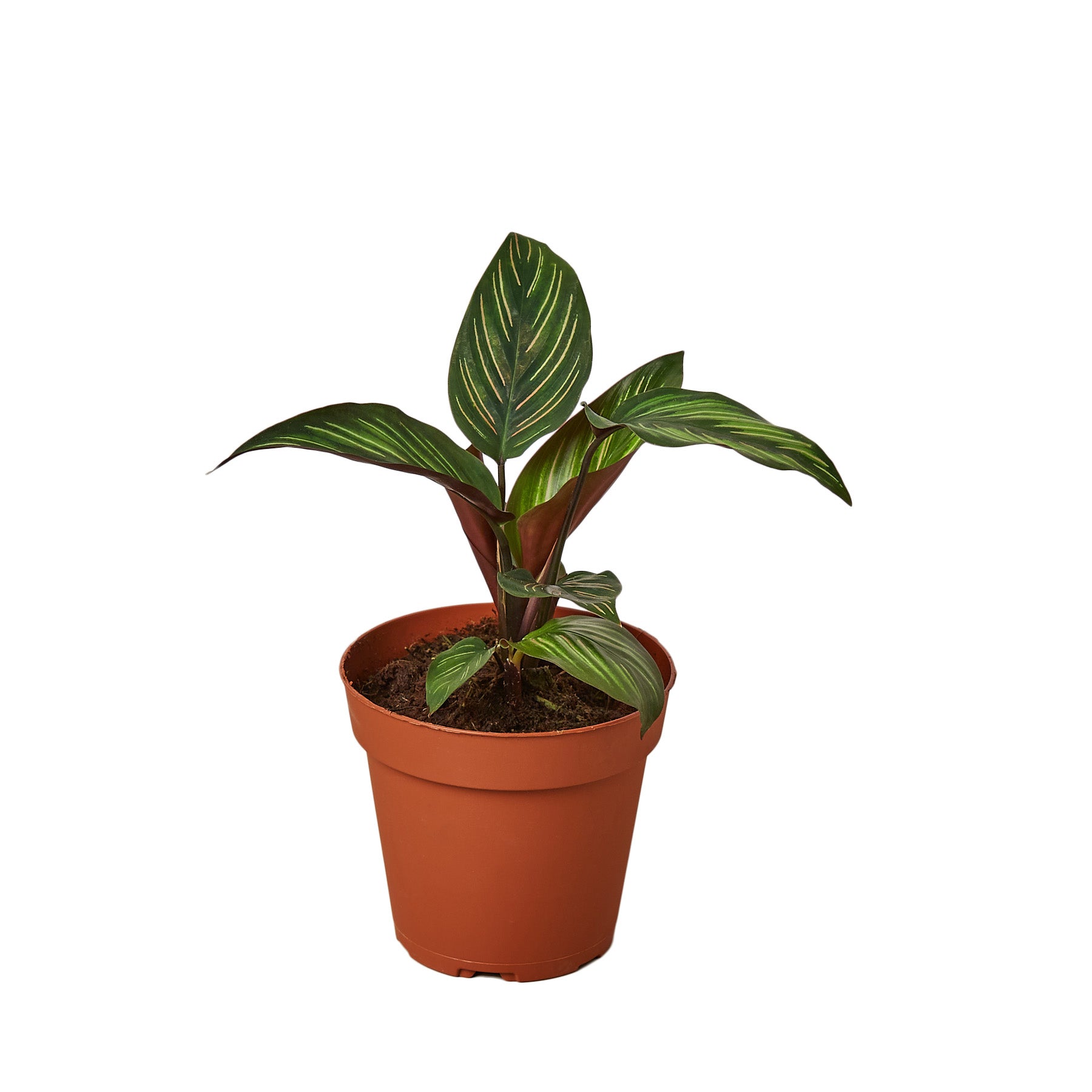 A small plant in a pot on a white background at a garden center.