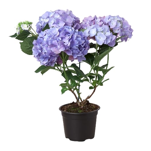 Gorgeous blue hydrangeas in a pot on a clean white background.