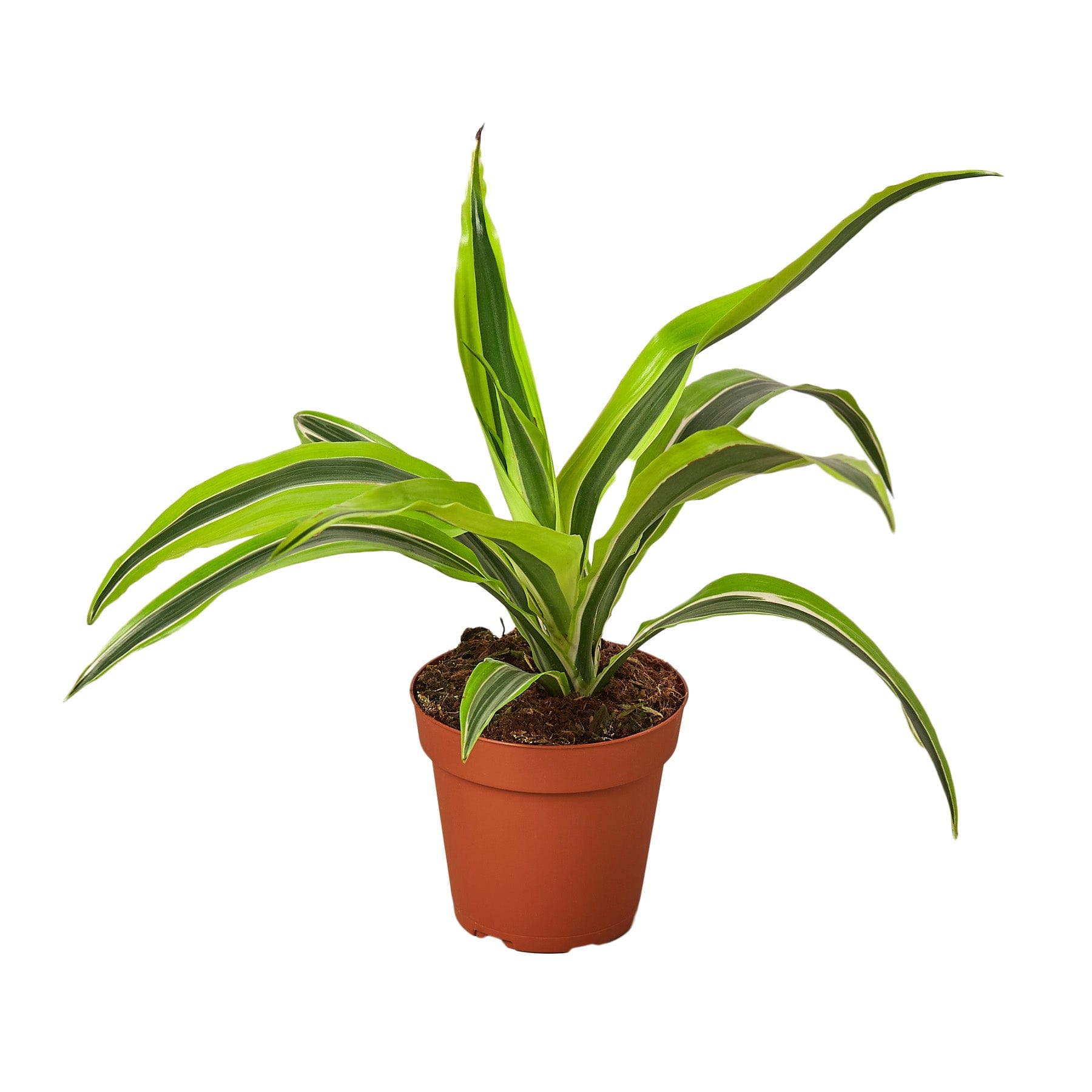 A top plant nursery near me featuring a plant in a pot, showcased on a white background.