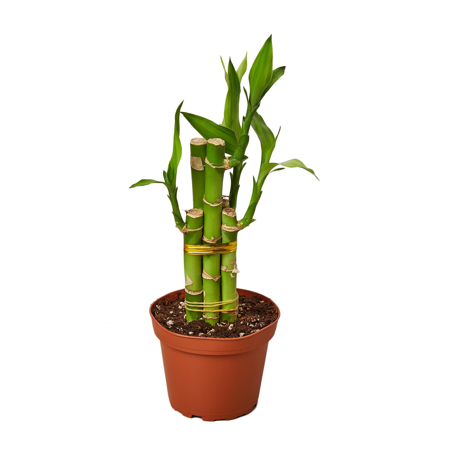 A bamboo plant in a pot on a white background from the best plant nursery near me