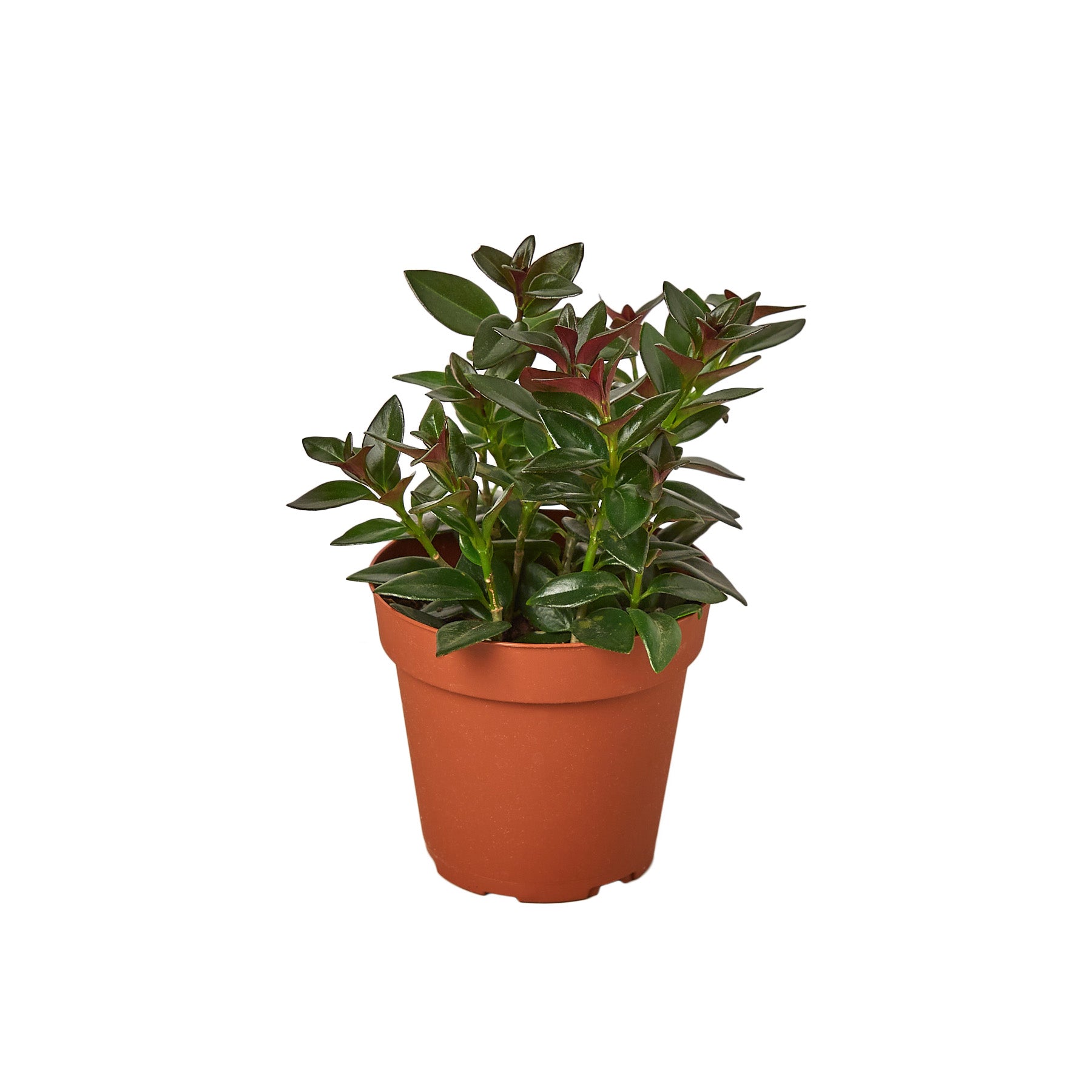A small plant on a white background, perfect for those searching for a nearby plant nursery.