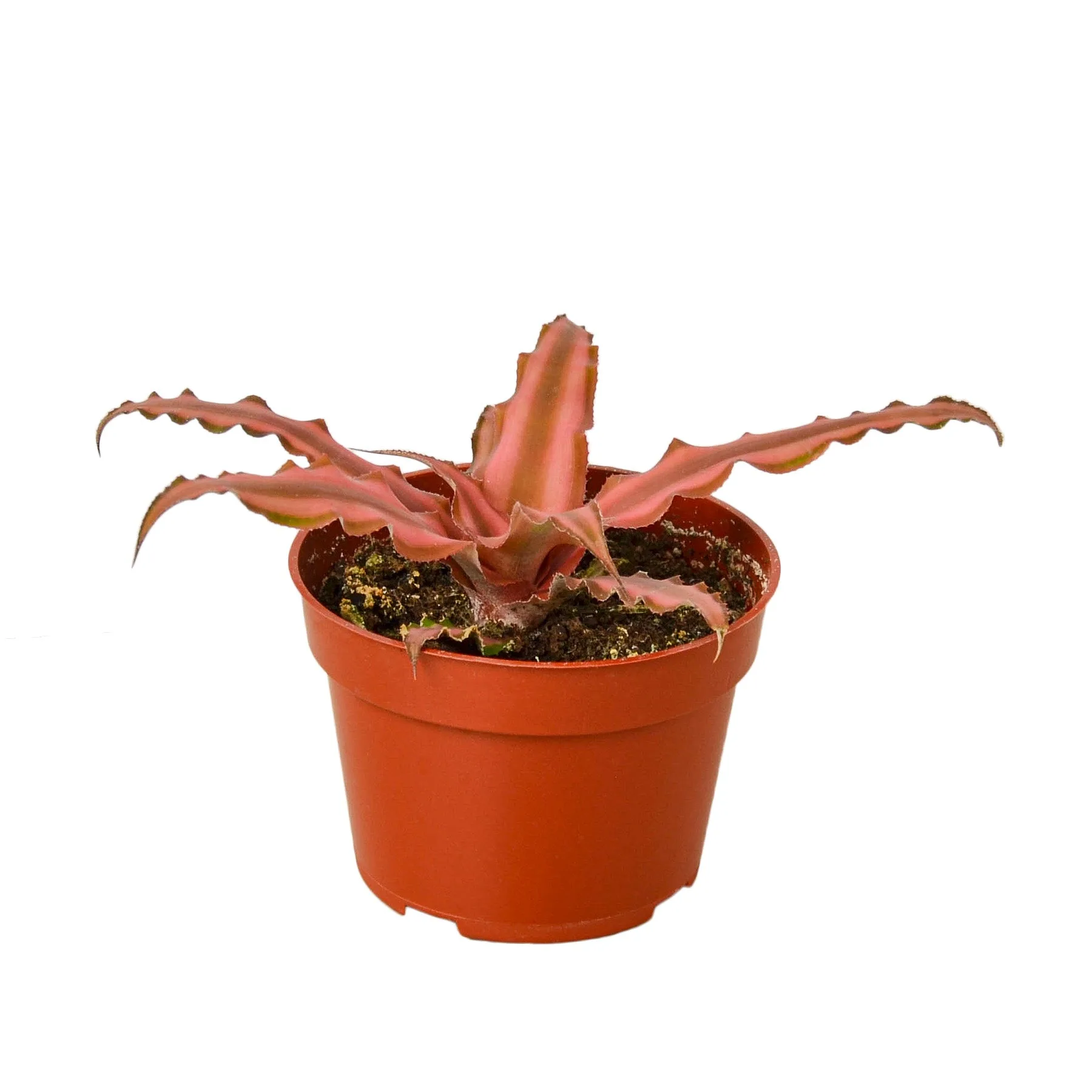A vibrant plant in a red pot on a white background at one of the best garden centers near me.