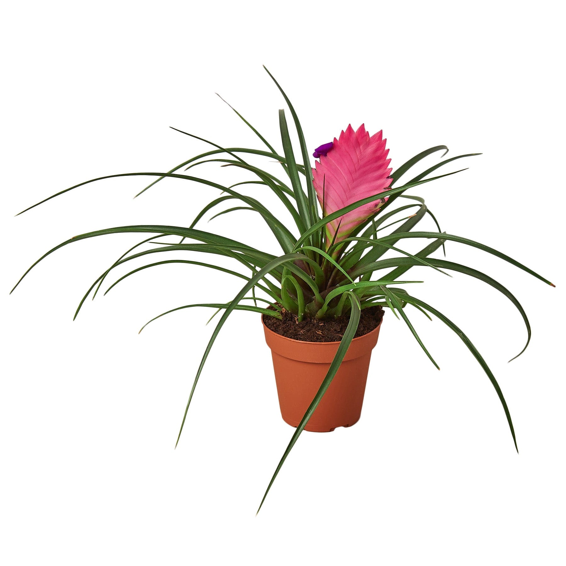 A pink plant in a pot on a white background at the best garden center near me.