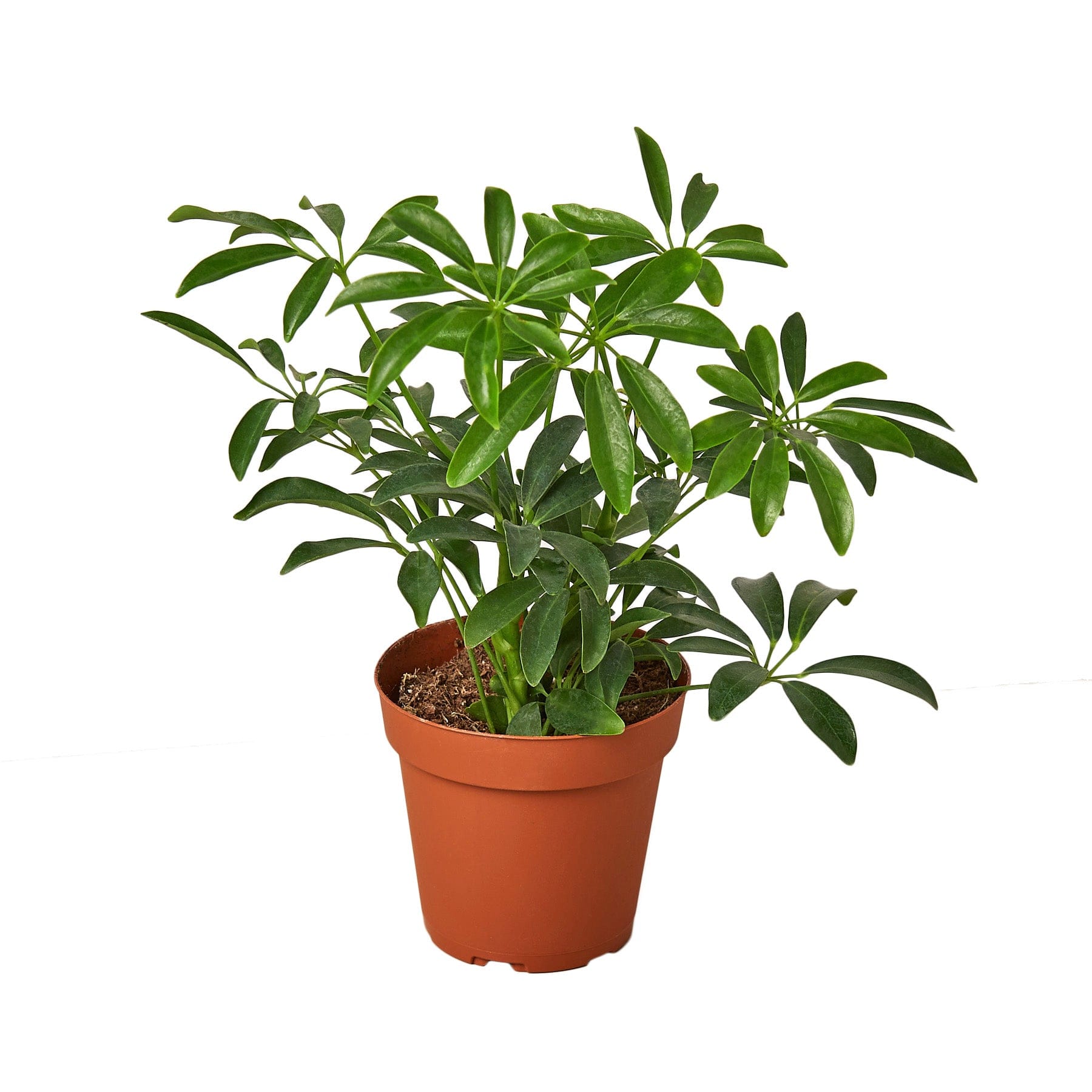 A white potted plant on a white background.