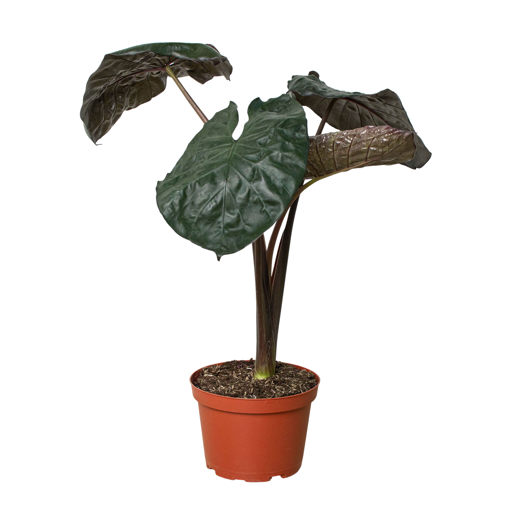 A top plant nursery offering a plant with large leaves in a pot displayed on a white background.