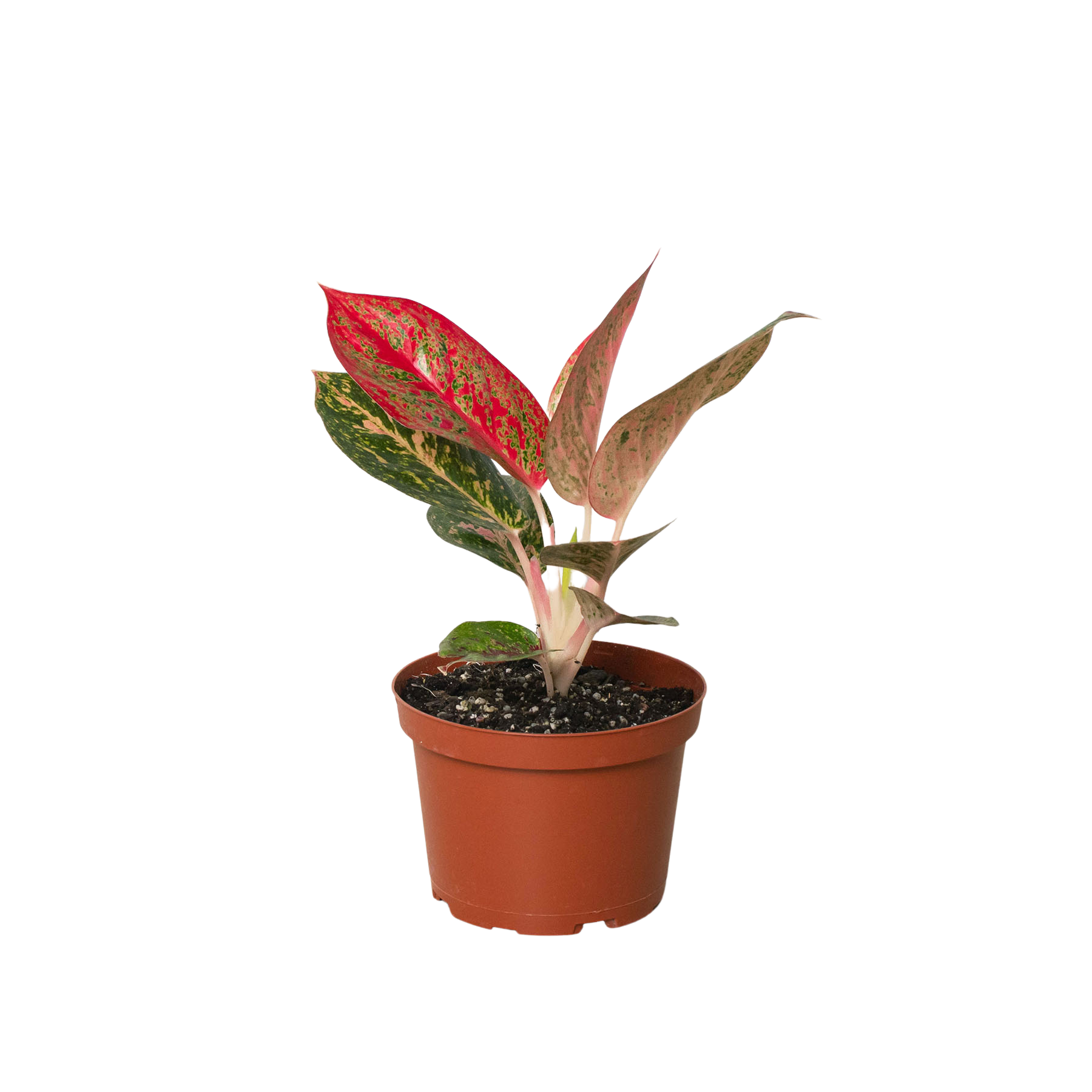 A small potted plant with vibrant red and green leaves, available at the best garden center near me.