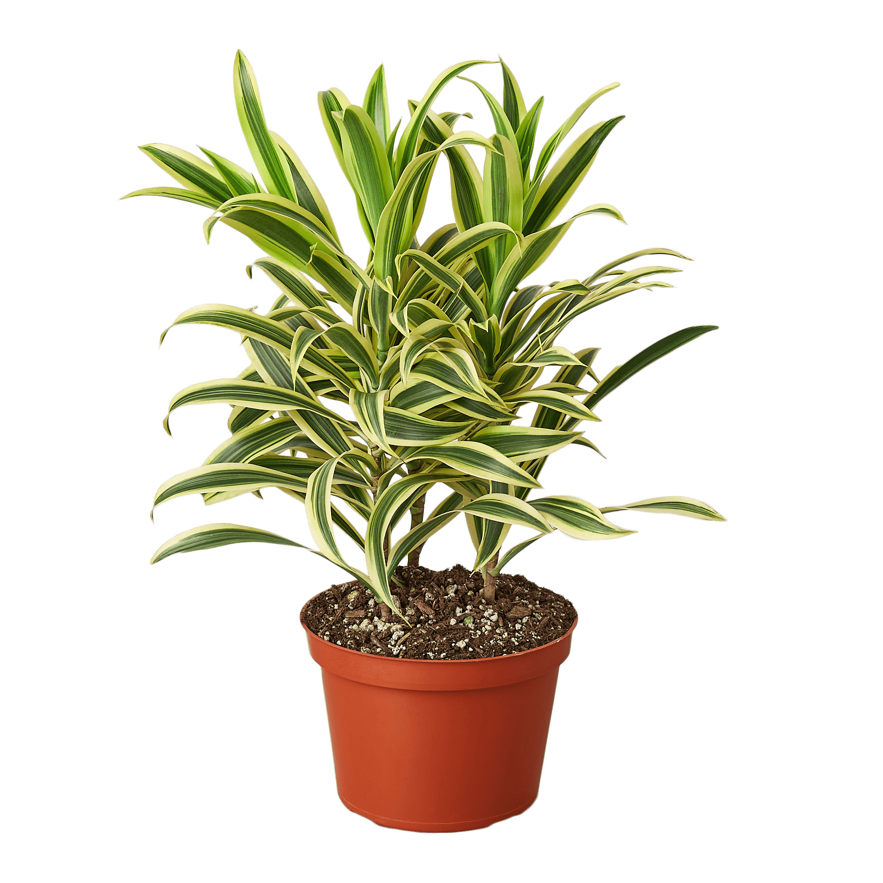 Looking for the best plant nursery near me? Look no further! Discover a stunning potted plant with vibrant green and yellow leaves at one of the top garden centers near me or top plant nur