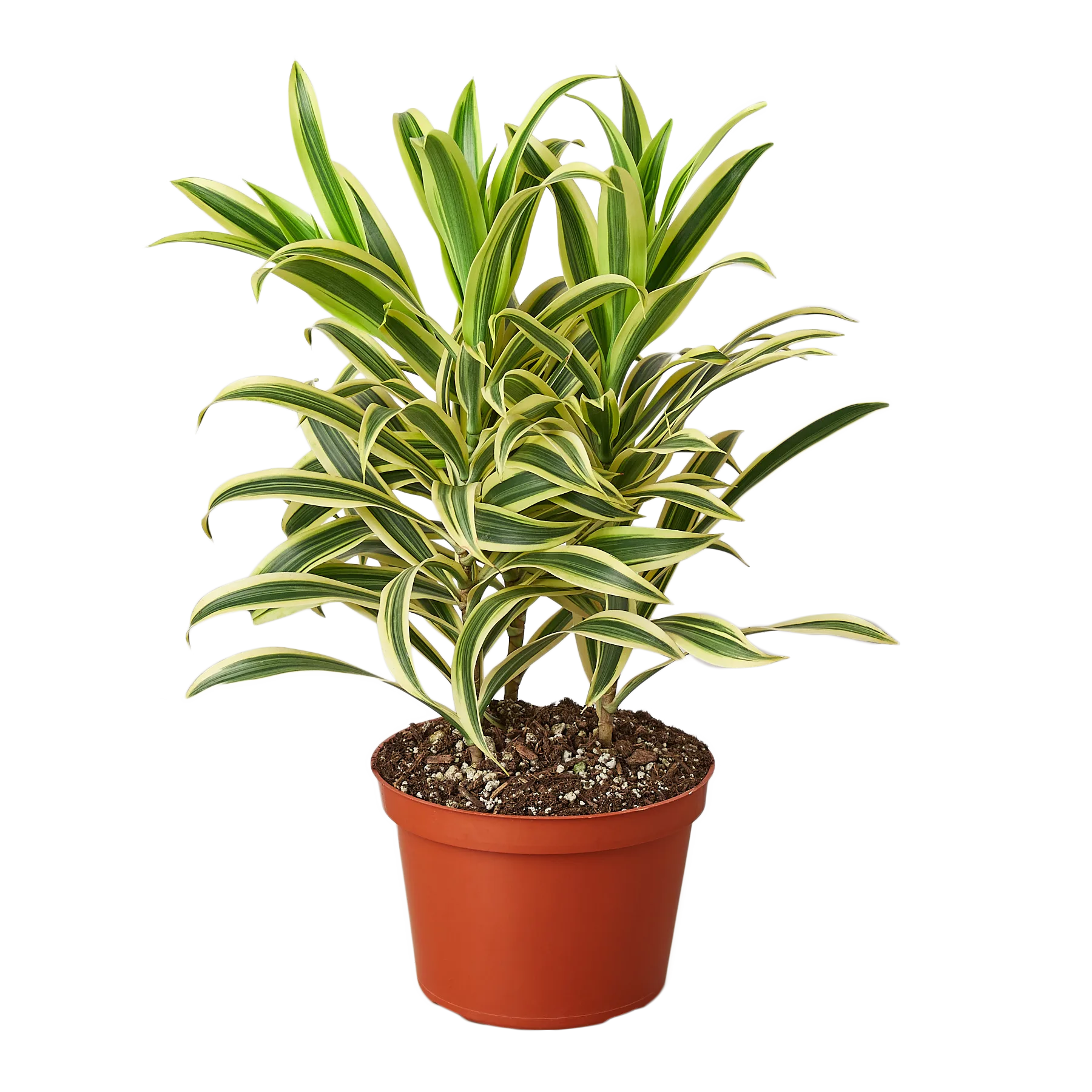 Looking for the best plant nursery near me? Look no further! Discover a stunning potted plant with vibrant green and yellow leaves at one of the top garden centers near me or top plant nur