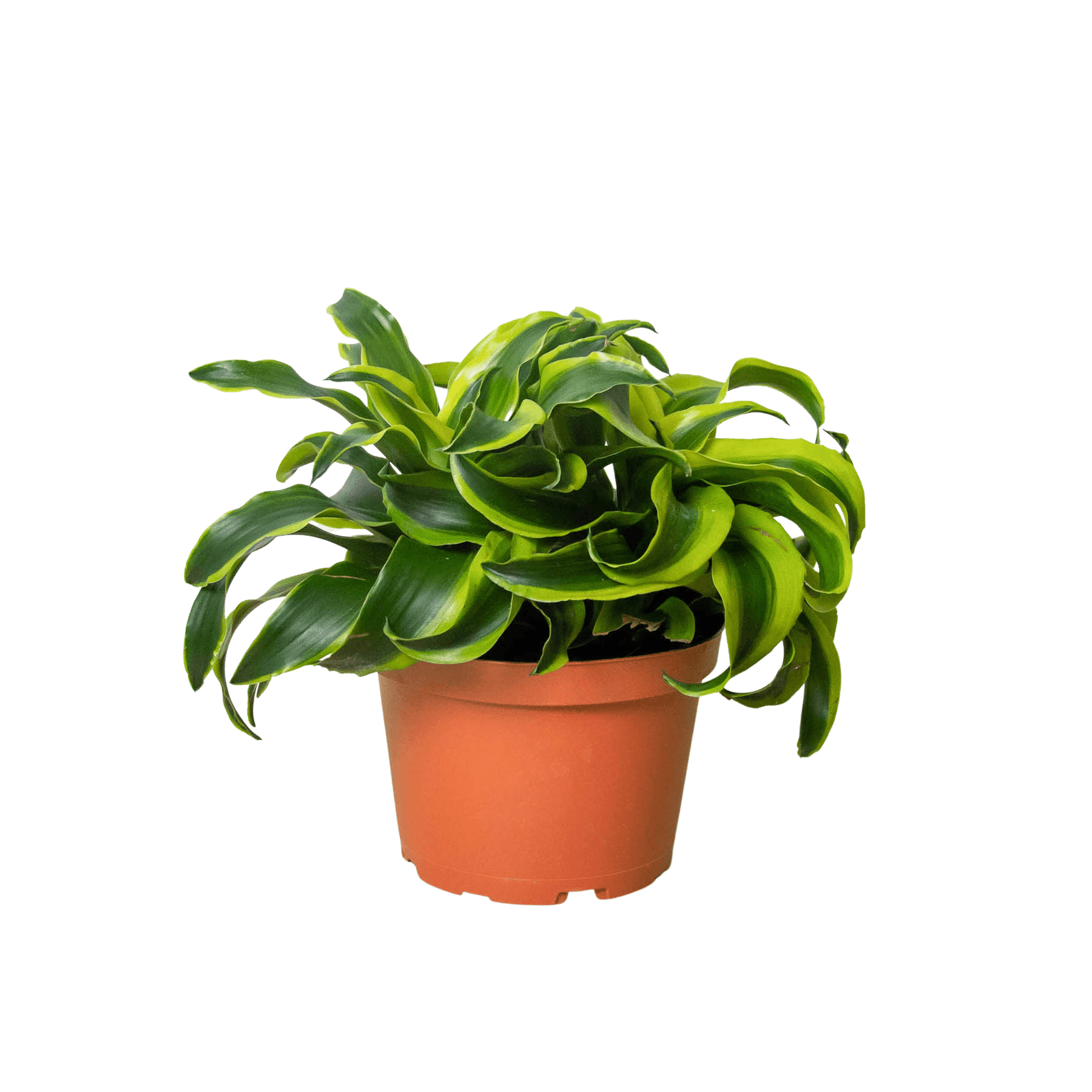 A plant in a pot on a white background at the best garden center near me.