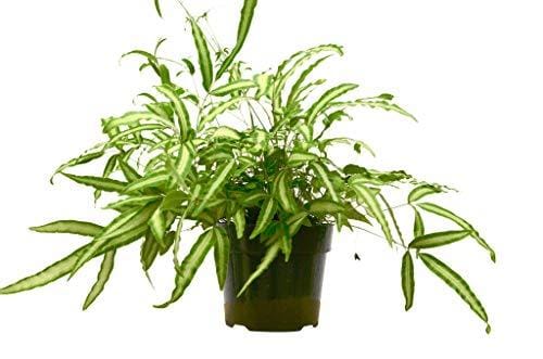 A green plant in a pot on a white background at a garden center near me.