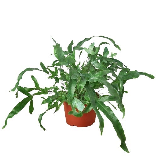 A red potted plant on a white background at a nursery.