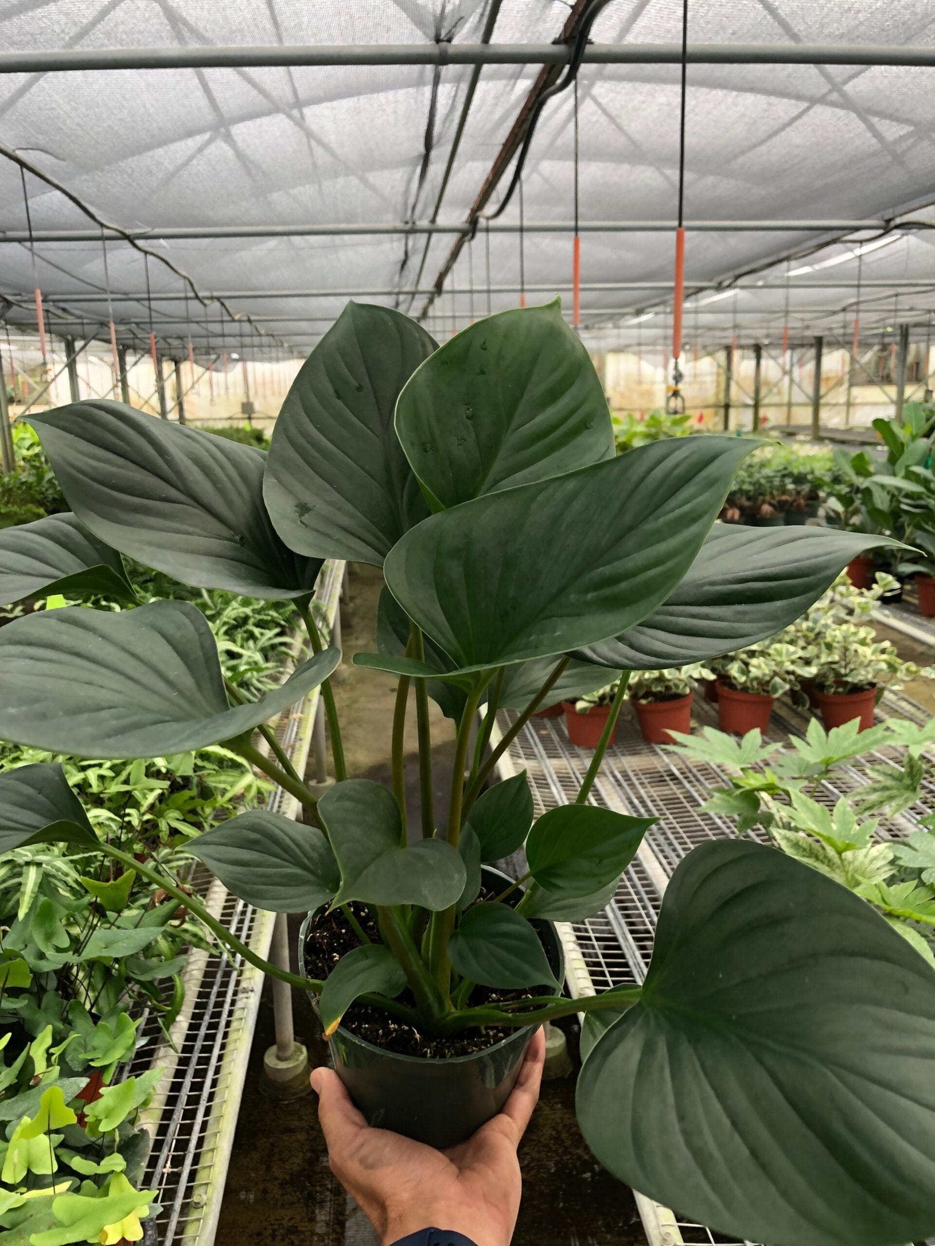 A person holding a potted plant in one of the best garden nurseries near me.